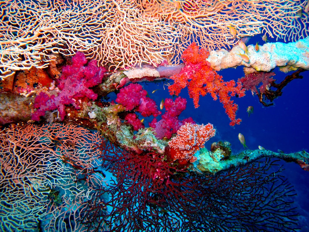 Diving Holidays In Egypt Luxury Diving Reefscape Travel