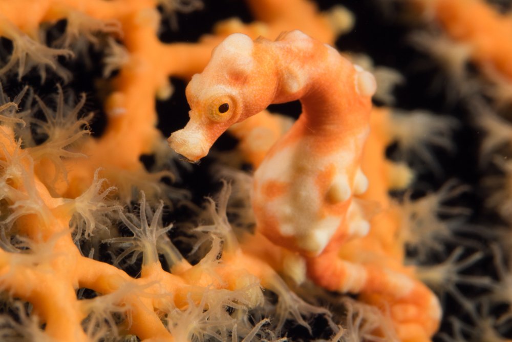 A pygmy seahorse in the Philippines