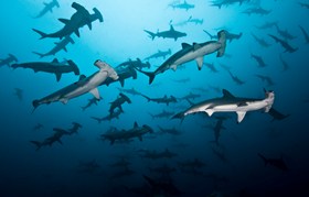 Bajo Alcyone Hammerheads Cocos Costa Rica