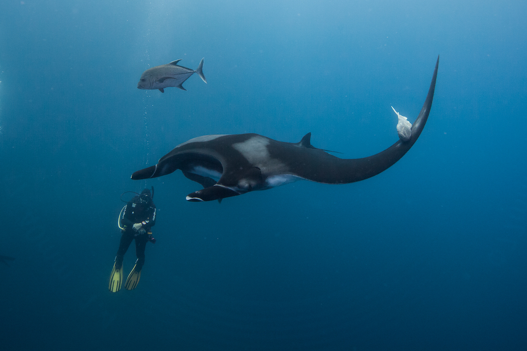 Diving Holidays In Mexico Luxury Diving Reefscape Travel