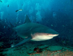 Bull Shark Royal Davui Fiji