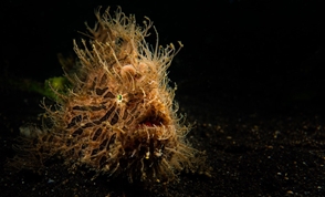 A hairy frogfish in Lembeh Strait