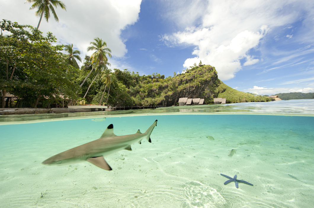 A black tip reef shark at misool eco resort
