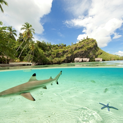 Misool Eco Resort Split Shark Lagoon (1)