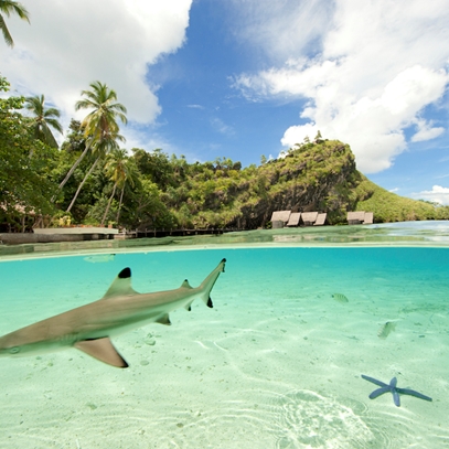 A black tip reef shark at misool eco resort