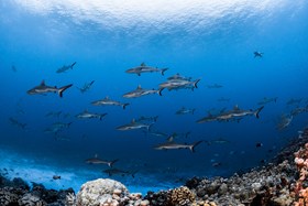Schooling Grey Reef Sharks French Polynesia