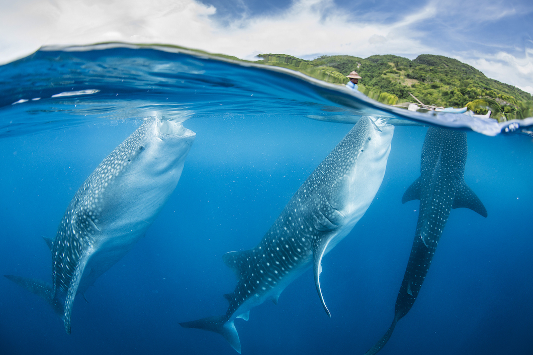 Seven Best Places For Diving With Whale Sharks