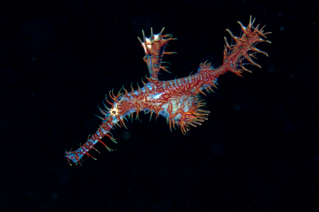 Ornate Ghost Pipefish Atmosphere Philippines