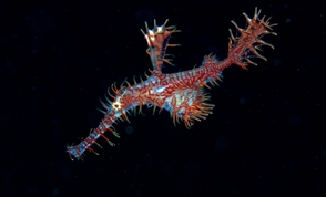 Ornate Ghost Pipefish Atmosphere Philippines