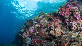 Alami Alor Shallow Reef2