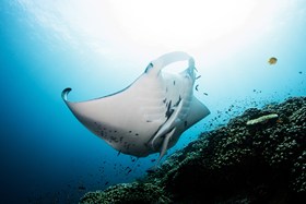 Manta Ray Kokomo Fiji