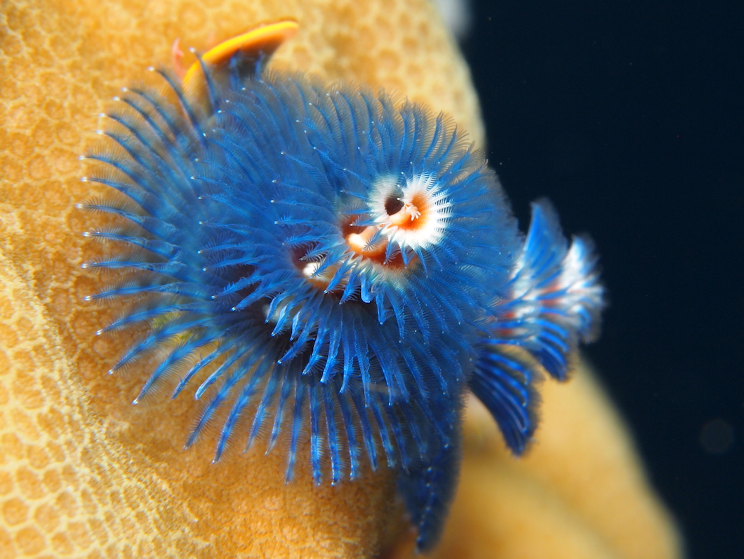 Tufi Resort Christmastree Worms Blue