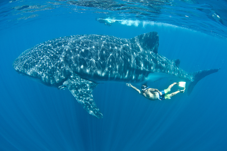 Diving Holidays In Mexico Luxury Diving Reefscape Travel