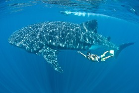 La Paz Whale Shark