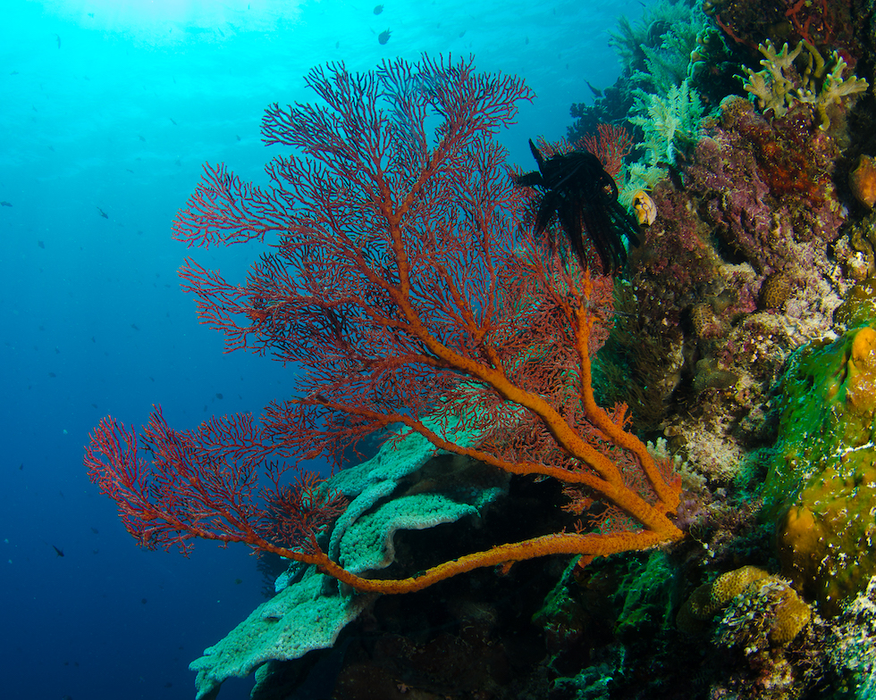 Soft Coral Bunaken Oasis Sulawesi