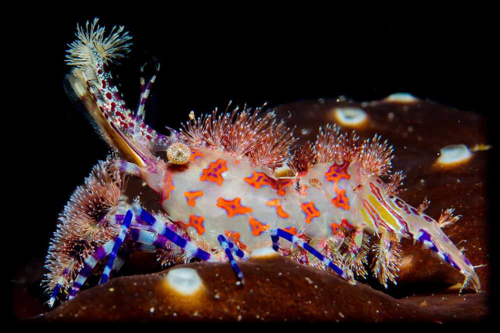 Kalimaya Diving Marbled Shrimp