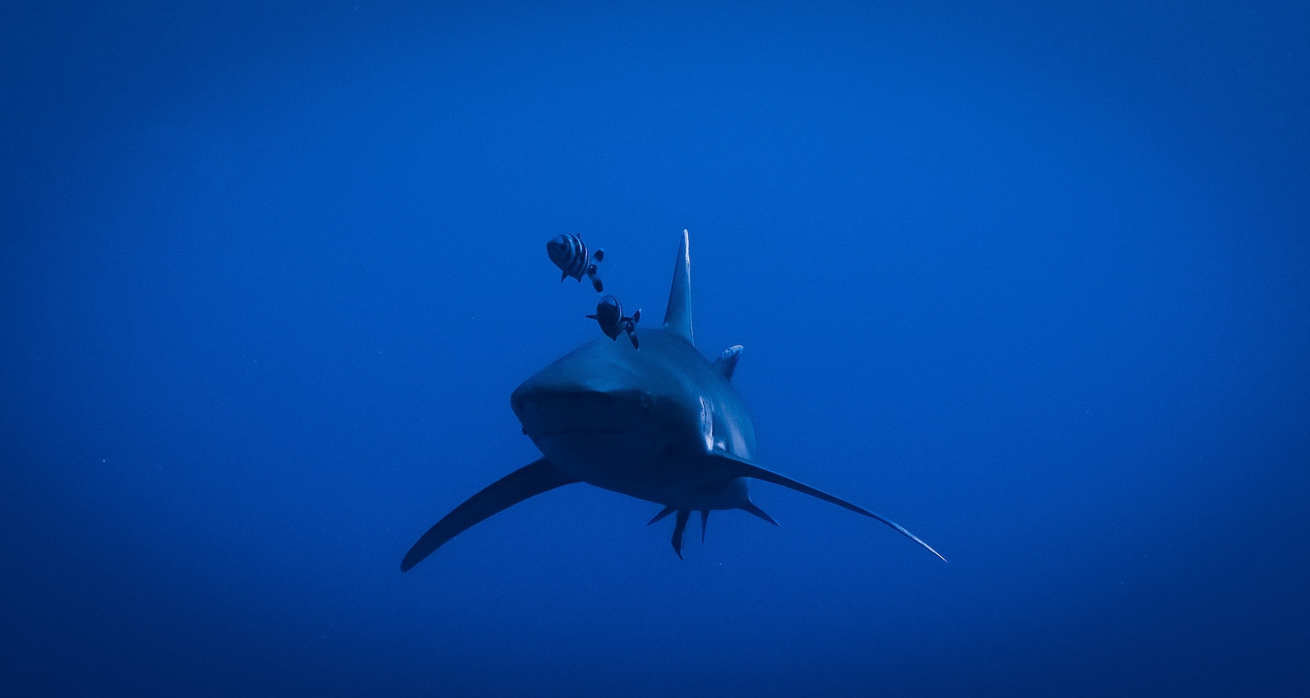 Diving Holidays In Egypt Luxury Diving Reefscape Travel