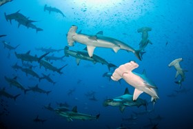 Hammerhead Sharks In Galapagos