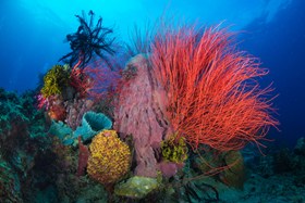 Barrel Sponge Whip Coral Walindi
