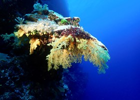 Yellow Soft Coral Fiji Taveuni