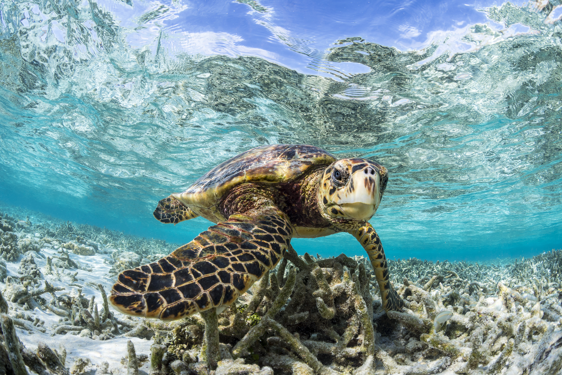 Sea Grass Turtle Surface