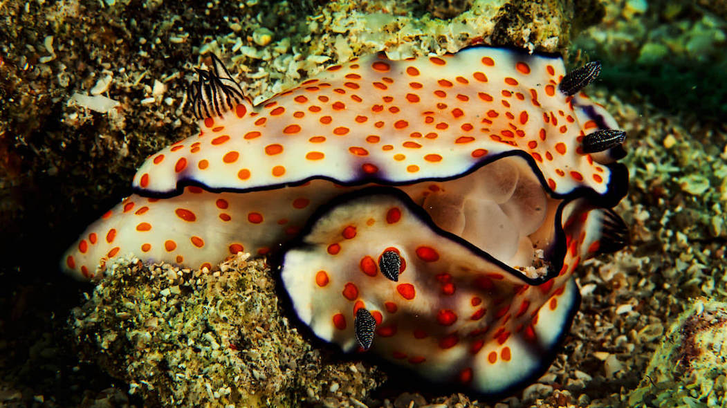 Diving Holidays In Egypt Luxury Diving Reefscape Travel