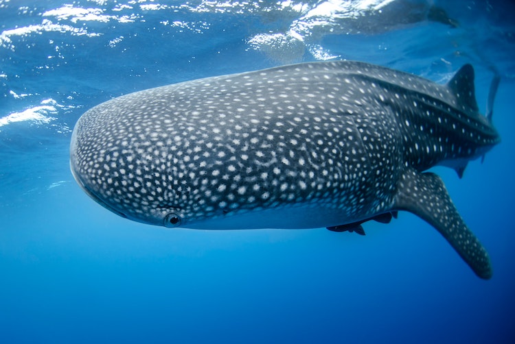 Whale Shark, Location Unknown