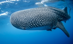 Whale Shark, Location Unknown