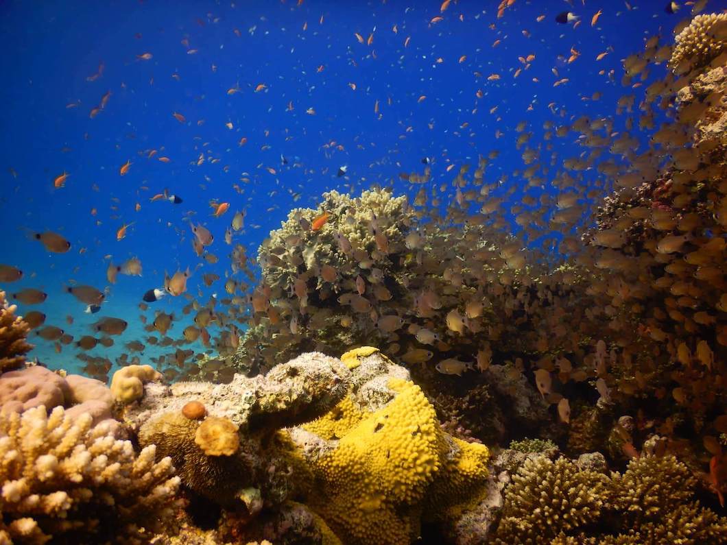 Diving Holidays In Egypt Luxury Diving Reefscape Travel