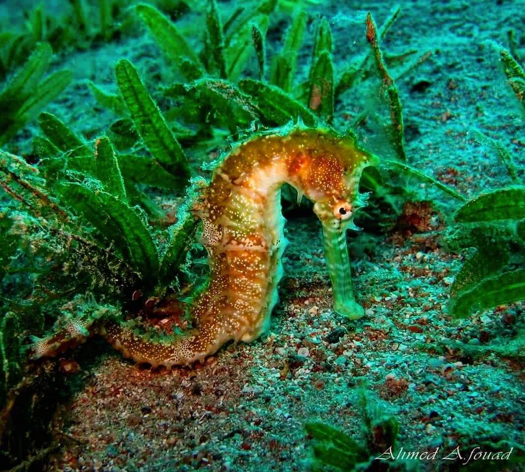 Diving Holidays In Egypt Luxury Diving Reefscape Travel