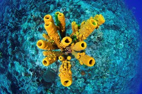 Barrel Sponge Cayman Islands