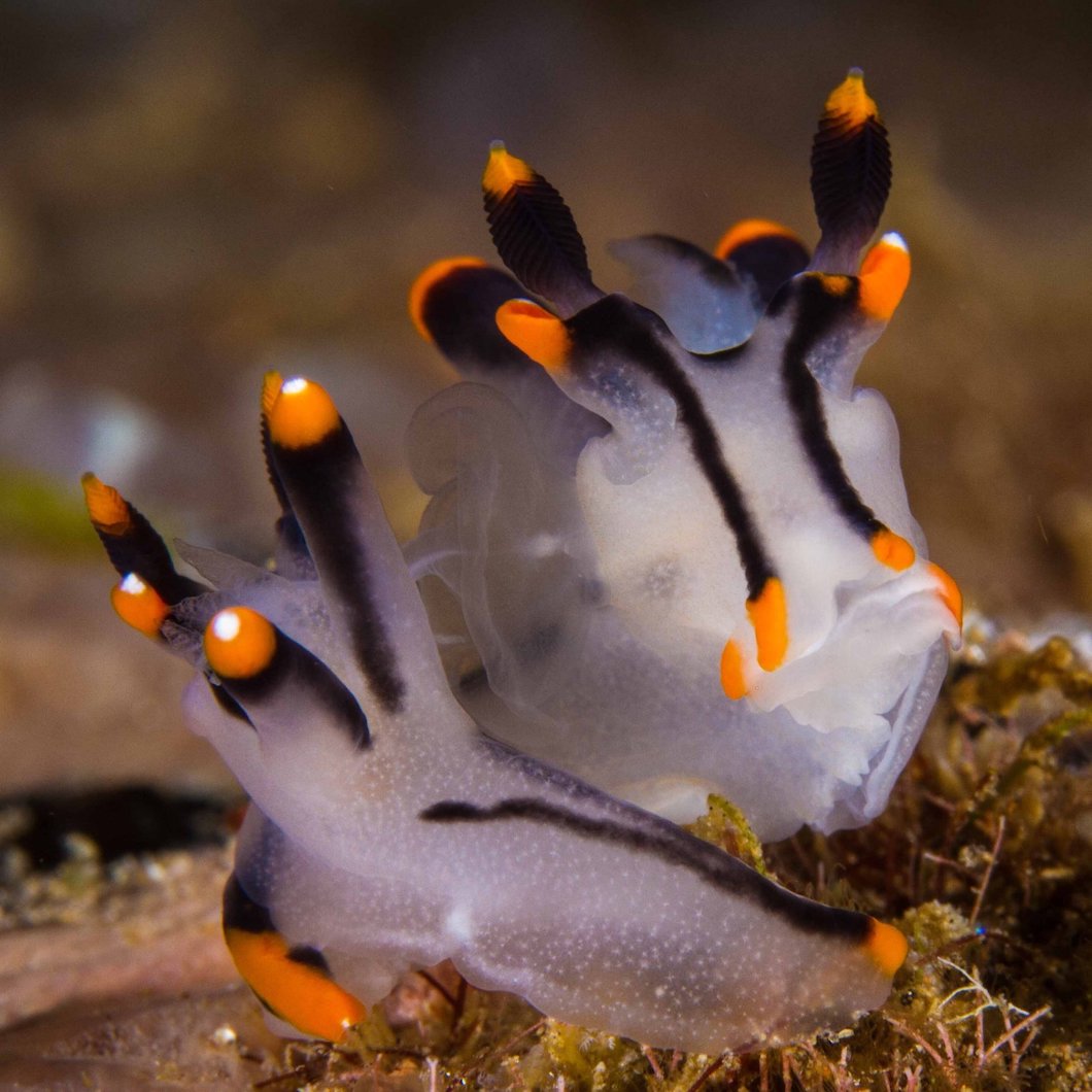 Painted Thecacera Nudibranchs Dauin Dumaguete