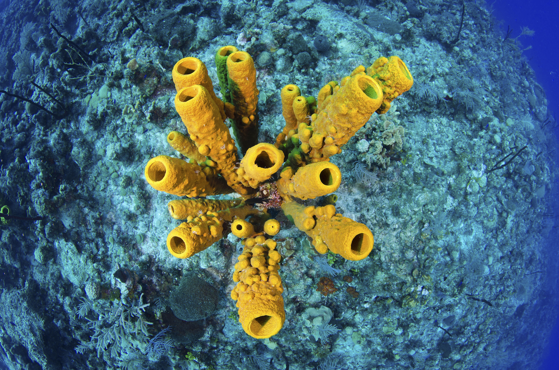 Caribbean Diving Holidays Luxury Diving Reefscape Travel