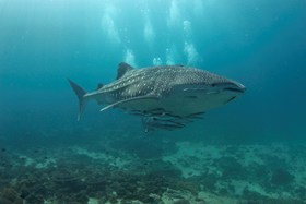 Oman Scuba Diving Whale Shark