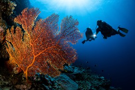 Divers On Reef Fiji Kokomo