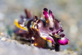 Flamboyant Cuttlefish Lembeh Resort