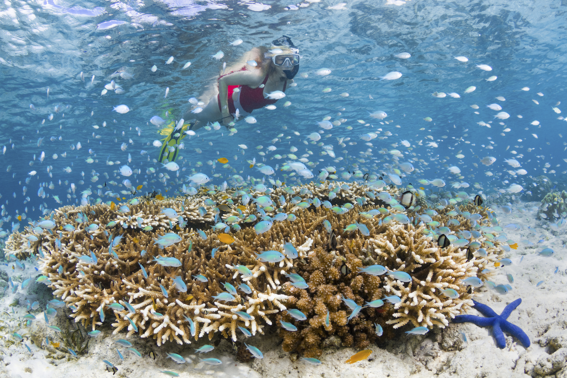 Wakatobi Dive Resort Snorkeller House Reef