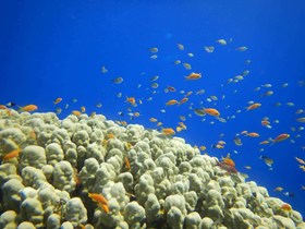 Reef Fish Coral Egypt Diving