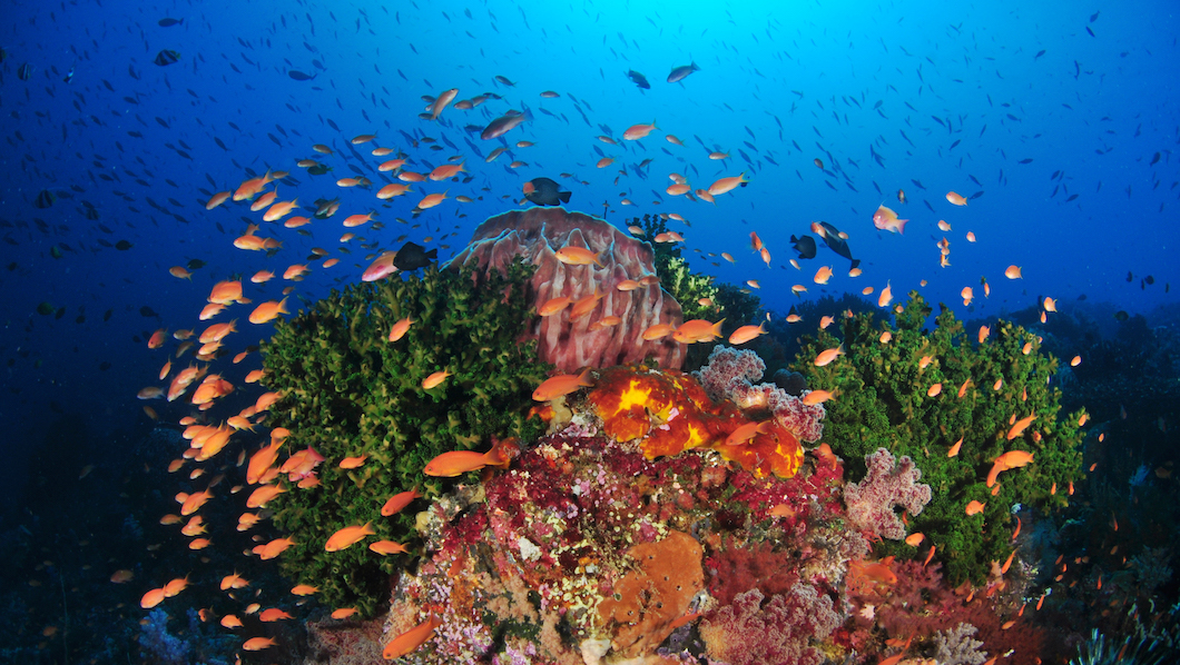 A coral reef in Alor