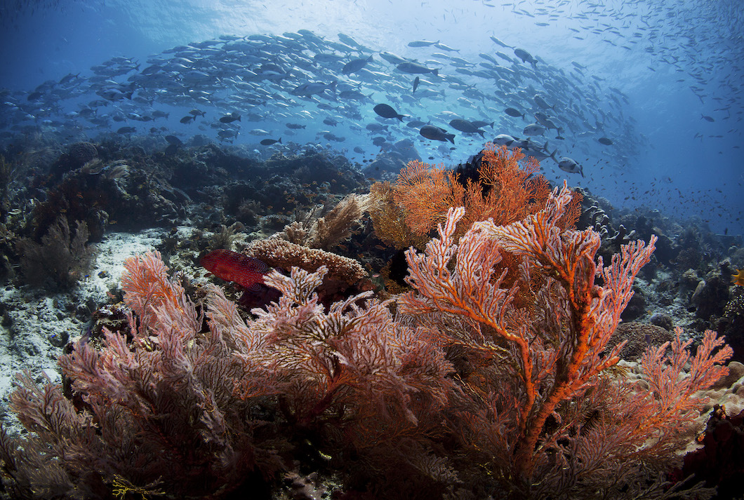 Papua Paradise Resort House Reef