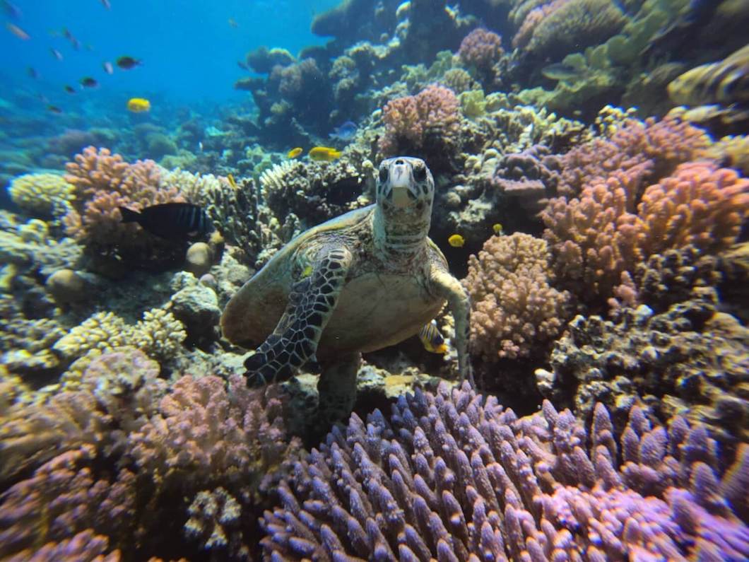 Diving Holidays In Egypt Luxury Diving Reefscape Travel