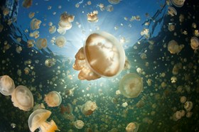 Stingless Jellyfish Lake Palau