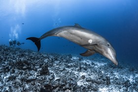 Common Bottlenose Dolphin French Polynesia