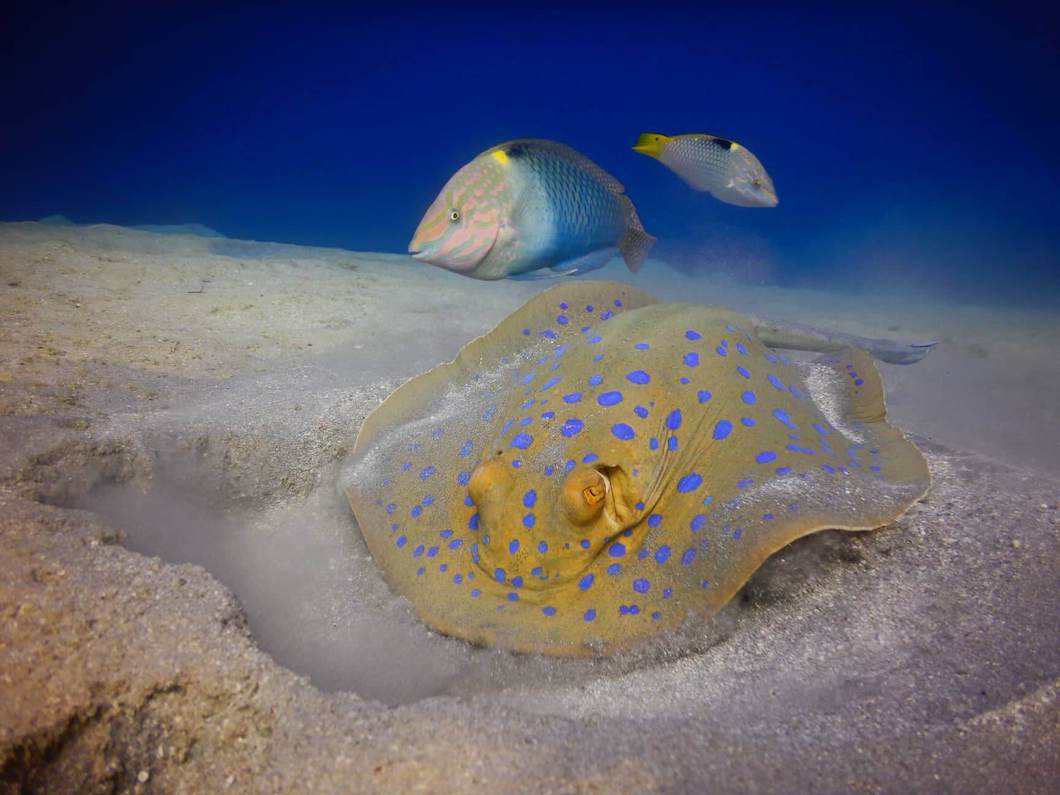 Diving Holidays In Egypt Luxury Diving Reefscape Travel