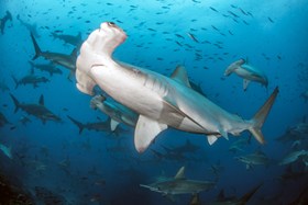 Scalloped Hammerhead Darwins Arch Galapagos
