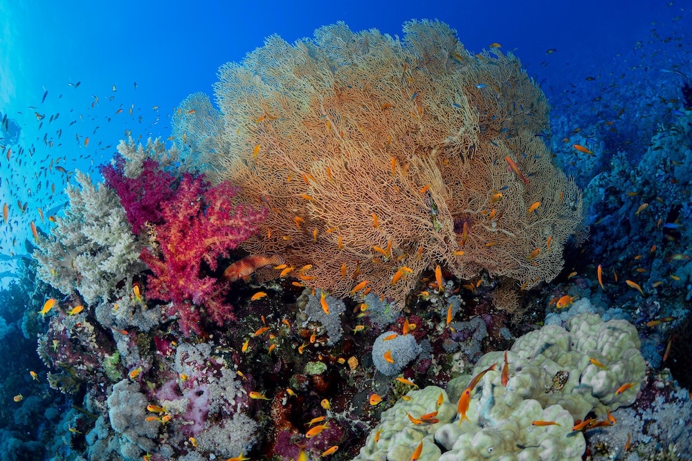 Reefscape Red Sea Egypt Unsplash