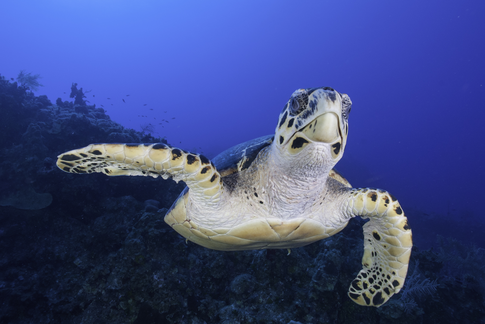 Caribbean Diving Holidays Luxury Diving Reefscape Travel