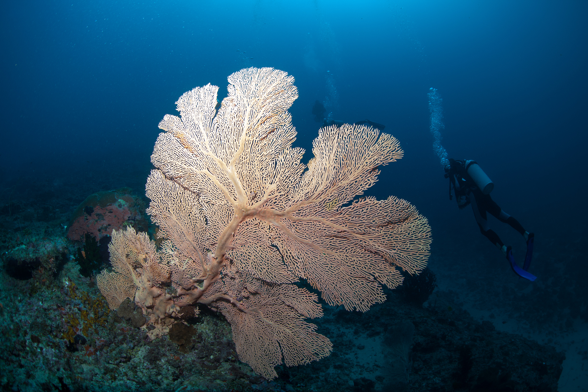 Mafia Island Diving Sea Fan