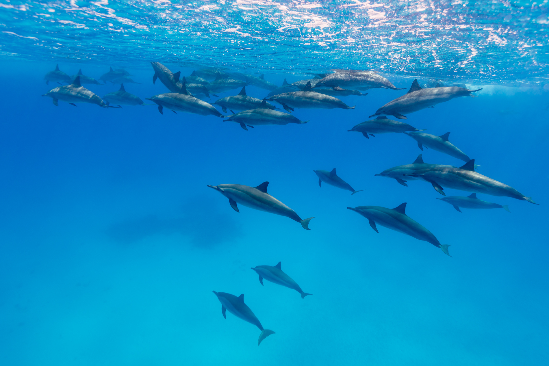 Spinner Dolphins Fury Shoals Egypt